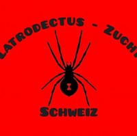 Latrodectus Zucht Schweiz