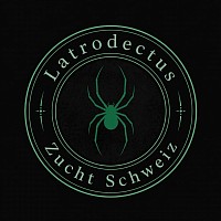Latrodectus Zucht Schweiz