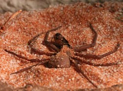 Sicarius terrosus 0.0.0