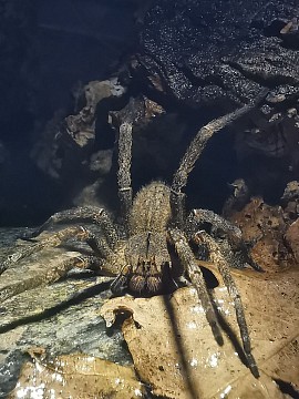 Phoneutria nigriventer