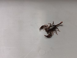Alpiscorpius alpha