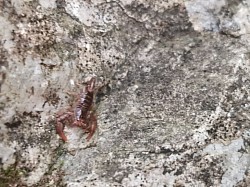 Alpiscorpius alpha
