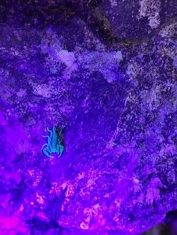 Alpiscorpius alpha