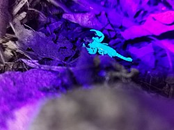 Alpiscorpius alpha