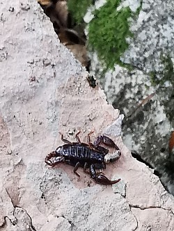 Alpiscorpius alpha beim fressen