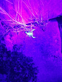 Euscorpius italicus