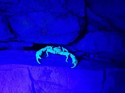 Euscorpius italicus