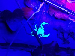 Euscorpius italicus