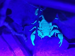 Euscorpius italicus