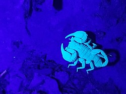 Euscorpius italicus