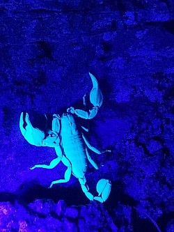 Euscorpius italicus