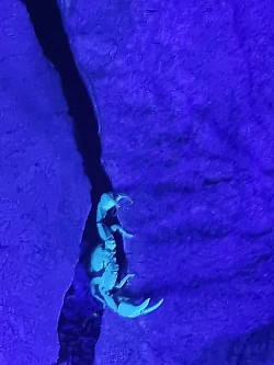 Euscorpius italicus