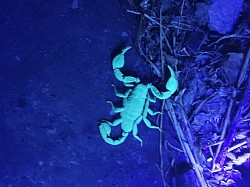 Euscorpius italicus