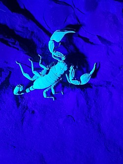 Euscorpius italicus