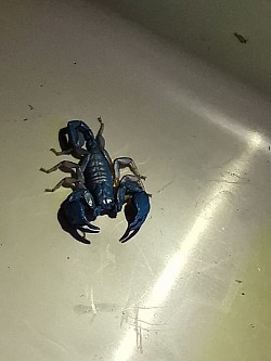 Euscorpius italicus