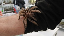 Zu Besuch bei Arachno-Room in Liestal BL