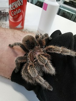 Zu Besuch bei Arachno-Room in Liestal BL