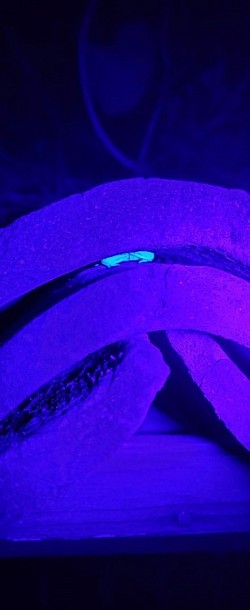 Erster Euscorpius italicus gesichtet