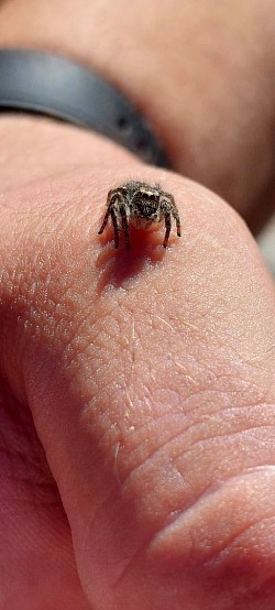 Springspinne