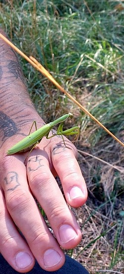 Mantis religiosa