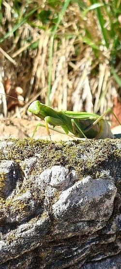 Mantis religiosa beim Eier legen