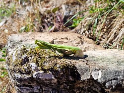 Mantis religiosa beim Eier legen
