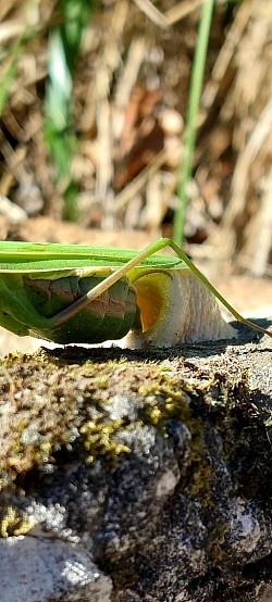 Mantis religiosa beim Eier legen