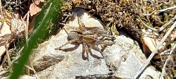Alopecosa accentuata