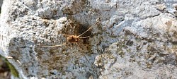 Opilio parietinus