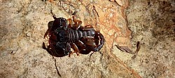 Euscorpius italicus