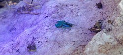 Euscorpius italicus