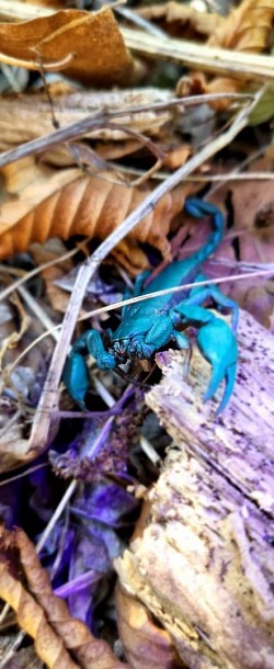 Euscorpius italicus im Schwarzlicht