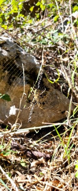 Argiope bruennichi