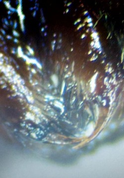 Beisswerkzeug einer Latrodectus hasselti