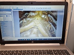 Plural Pectines Heterometrus 0.1 Bild vom Kurs bei Arachno-Room