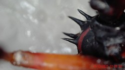 Psytalla horrida. Stachel auf dem Rücken
