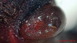 Psytalla horrida. Auge