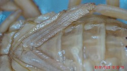 Plural Pectines Leiurus hebraeus 1.0