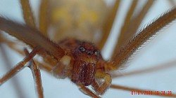Loxosceles simillima