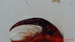 Chelizeren Bumba horrida