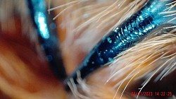 Chelizeren Acanthoscurria geniculata