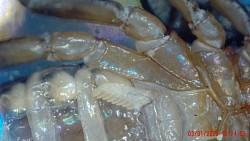 Plural Pectines Euscorpius italicus 0.1