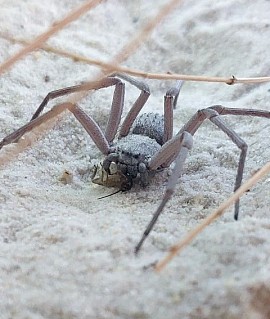 Sicarius thomisoides 1.2