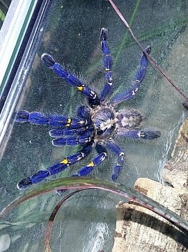 Poecilotheria metallica 0.0.1 NZ: 06/20