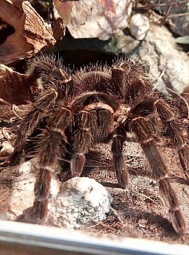 Lasiodora parahybana 0.1