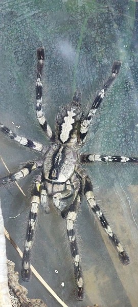 Poecilotheria regalis 0.1