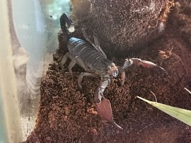 Gigantometrus swammerdami 0.0.1