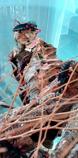 Psytalla horrida “Raubwanze