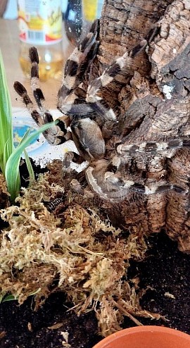Poecilotheria tigrinawesseli 0.1