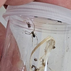 Latrodectus obscurior 1.0
